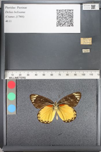 Media type: image;   Entomology 130154